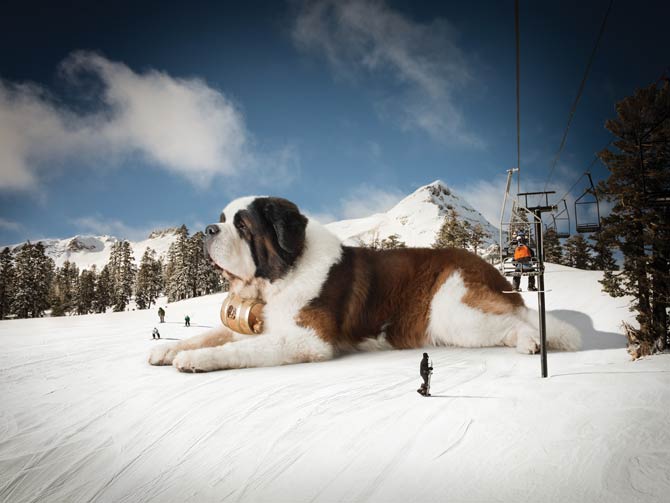 The biggest hot sale saint bernard