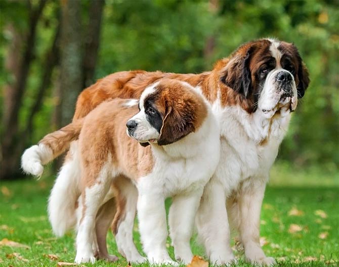 are st bernards mastiffs