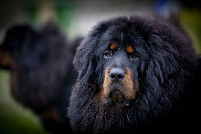 Tibetan Mastiff – the most expensive dog in the world | DinoAnimals.com
