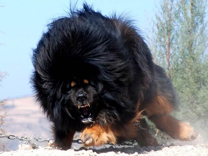 Big best sale tibetan mastiff