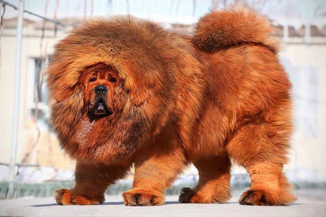 Russian mastiffs hot sale