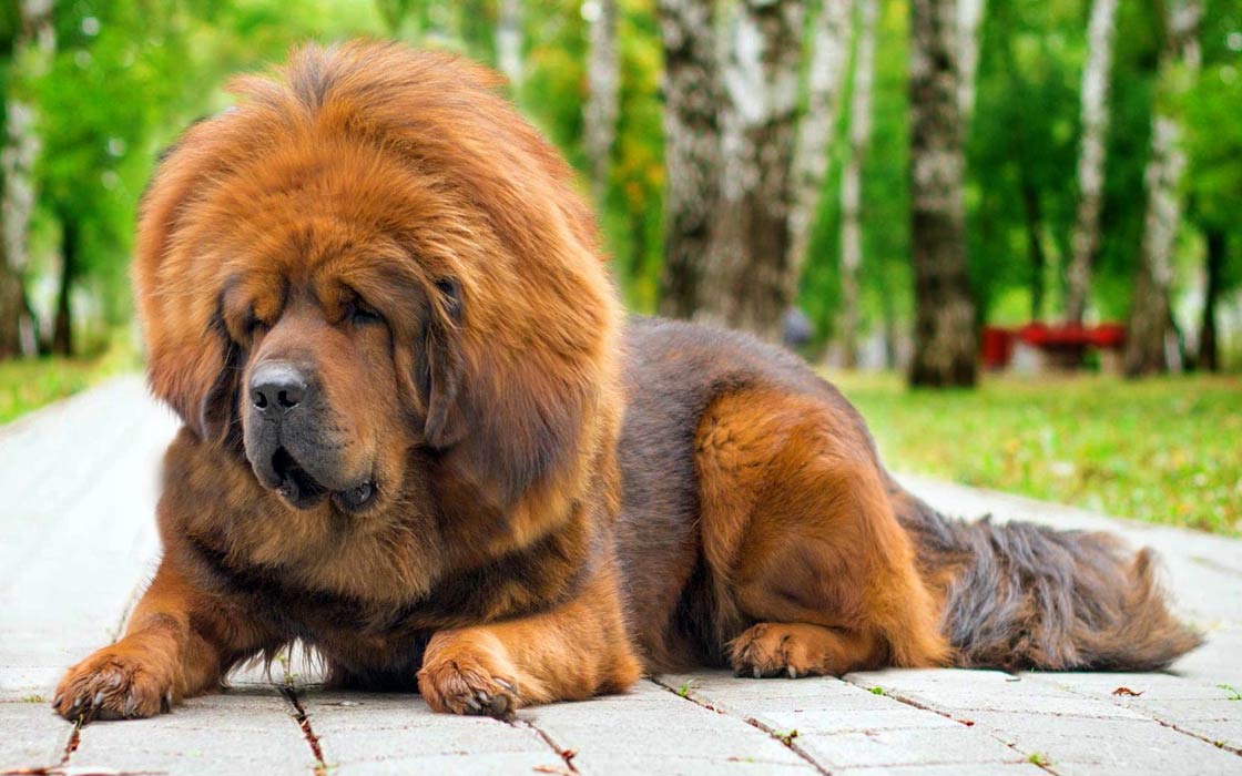 how tall do tibetan mastiffs get