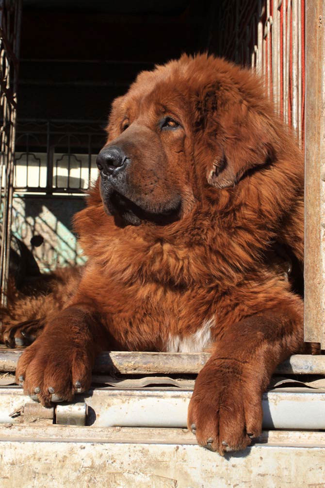 Tibetan store master dog