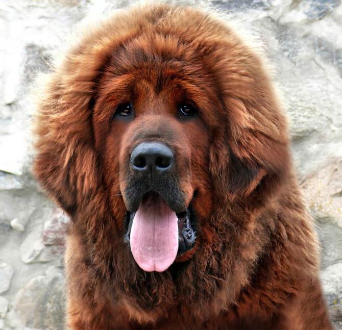 how much is the most expensive tibetan mastiff