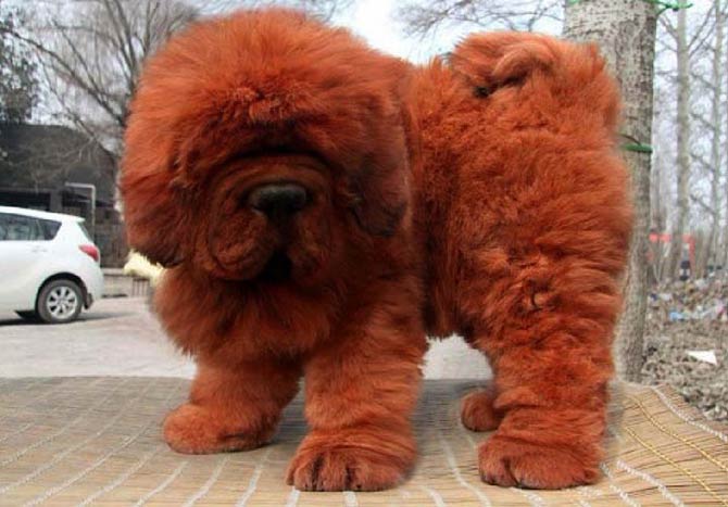 Mastiff tibetan hot sale size