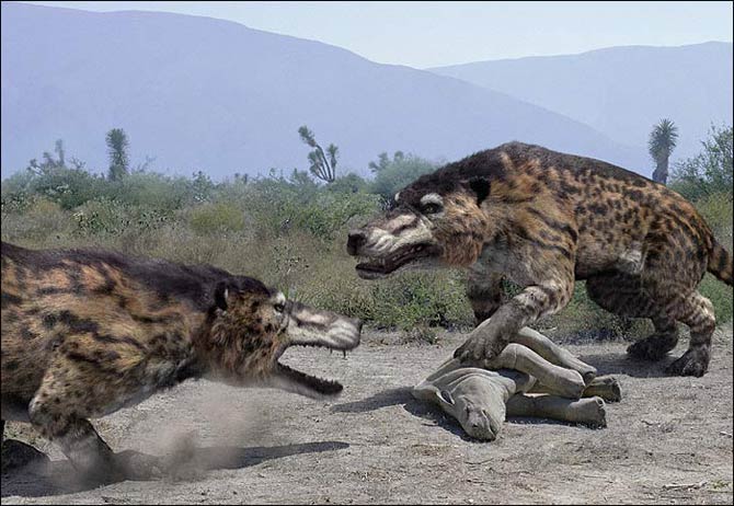 Andrewsarchus – a mysterious giant | DinoAnimals.com