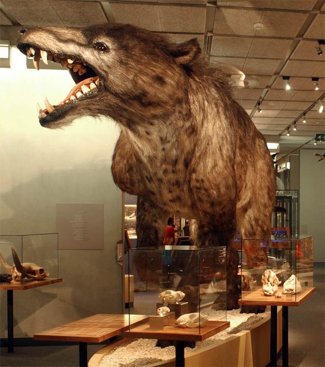 Andrewsarchus – a mysterious giant | DinoAnimals.com