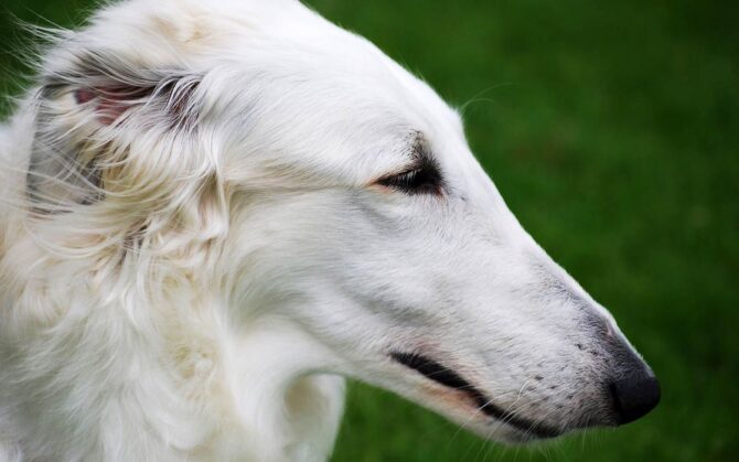 Borzoi – the dog of aristocrats | DinoAnimals.com