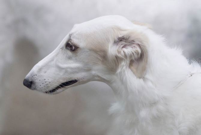 are borzoi dogs dangerous