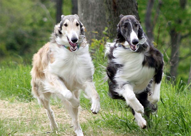 are borzoi dogs dangerous