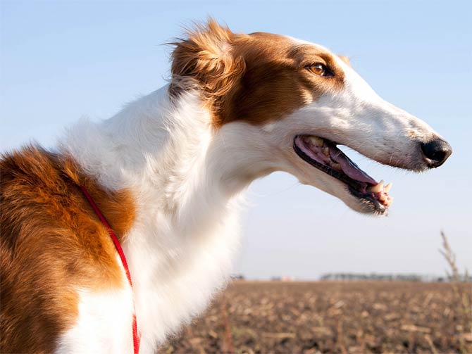 are borzoi dogs dangerous