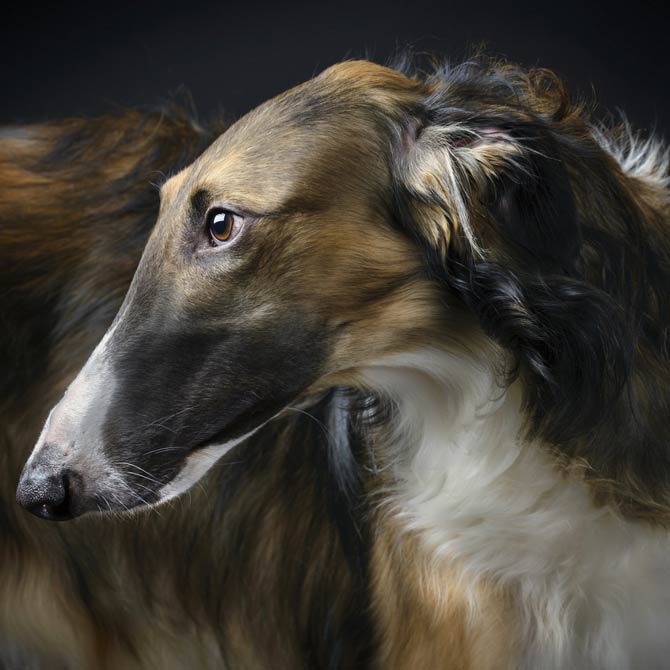 are borzoi dogs dangerous