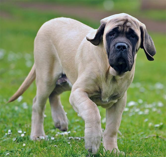 Purebred mastiff 2024