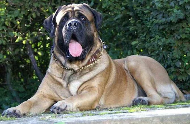 full grown male english mastiff