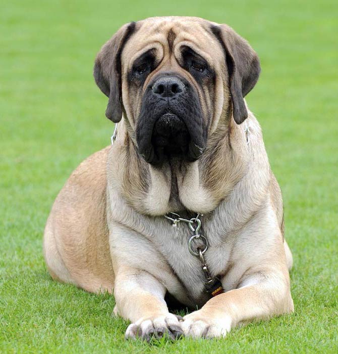 what is the biggest english mastiff