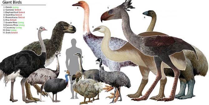 The largest and heaviest birds ever existed | DinoAnimals.com