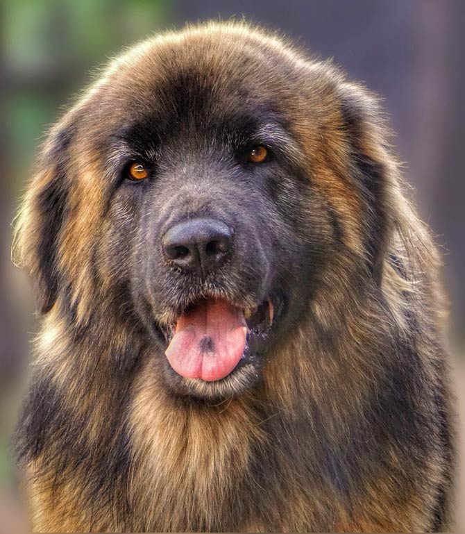 Pannello Di Segnalazione Per Cane Leonberger – Cartello In PVC 30x15 Cm Con Testo Normativo, Adesivo Anti UV E 4 Viti Inox Incluse – Attenzione Cane