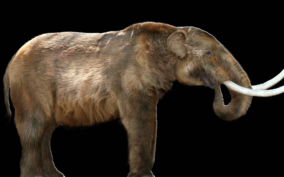 Mastodon (Mammut americanum) 
