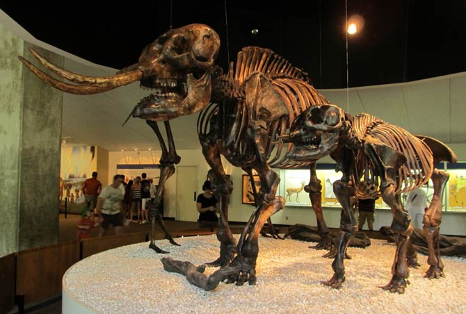 mastodon animal facts