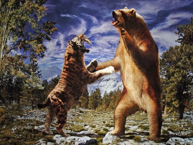 grizzly bear vs tiger