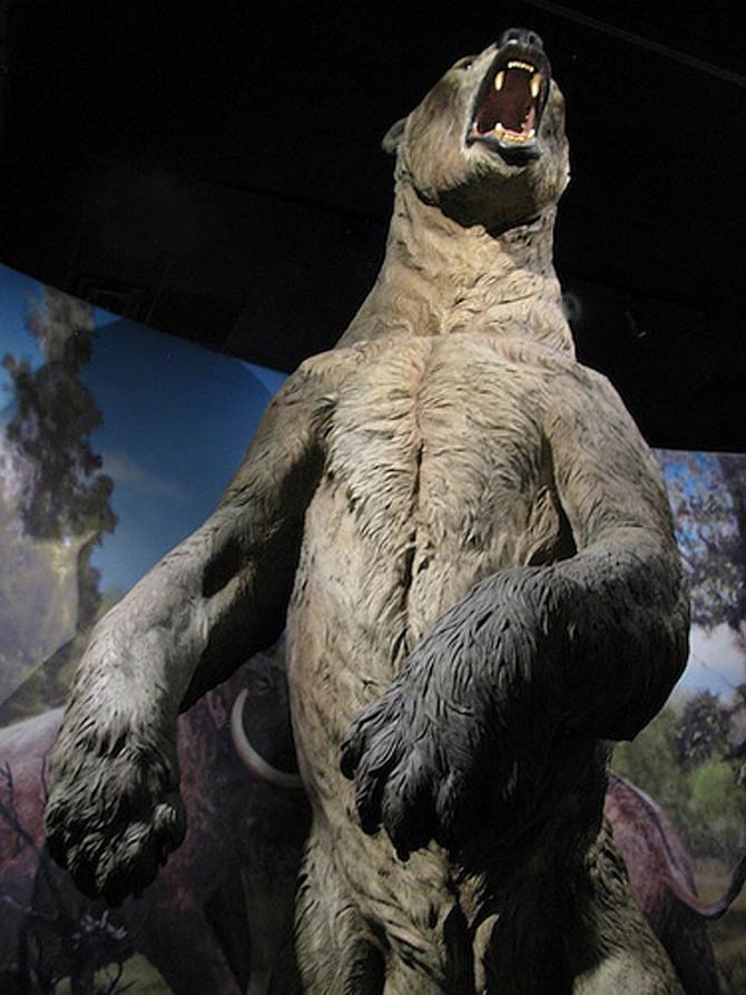 short faced bear