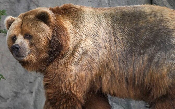 Short-faced bear – the largest bear of all time? | DinoAnimals.com