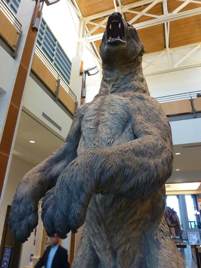 short faced bear