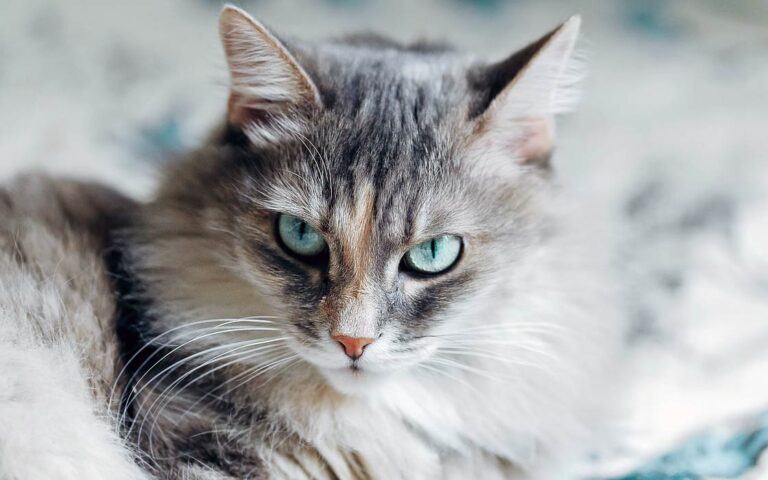 Siberian cat | DinoAnimals.com