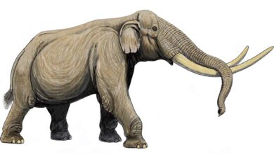 Stegodon – one of the largest proboscideans | DinoAnimals.com