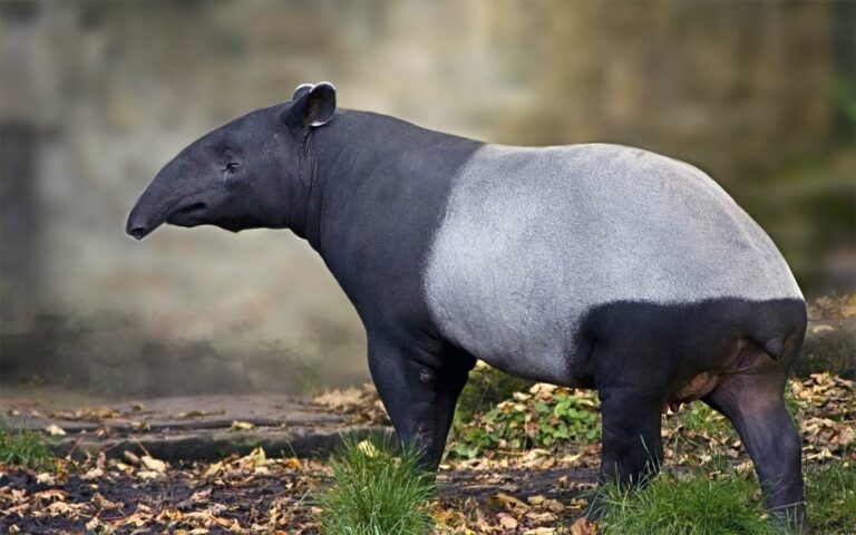 tapir-tapirus-an-eclectic-animal-dinoanimals