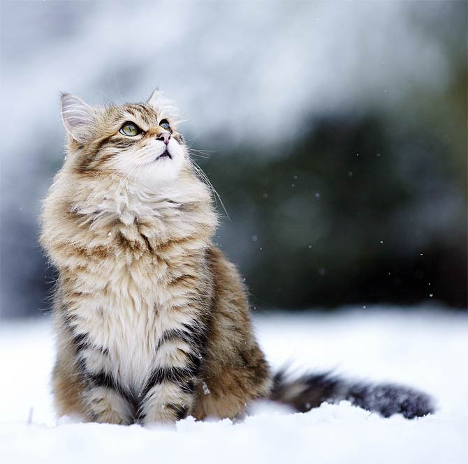 siberian forest cat