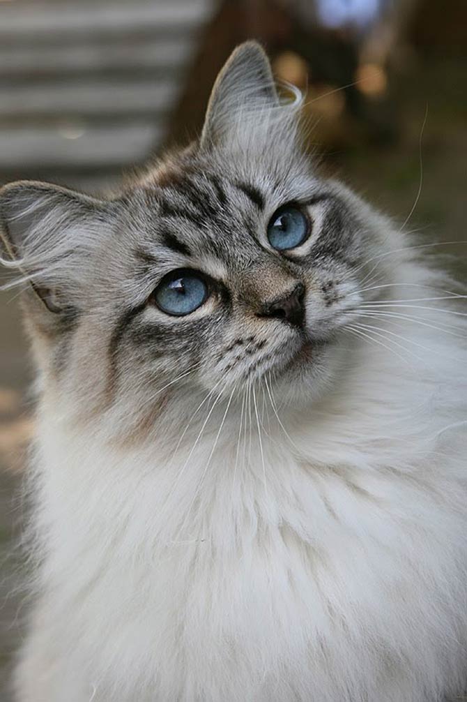 gray siberian forest cat