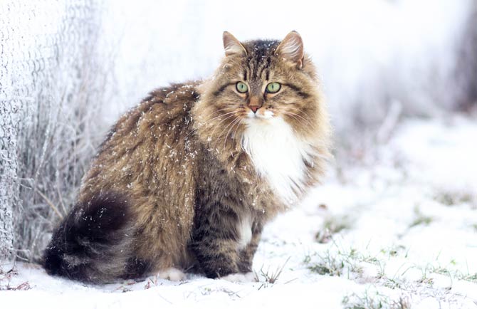 siberian forest cat