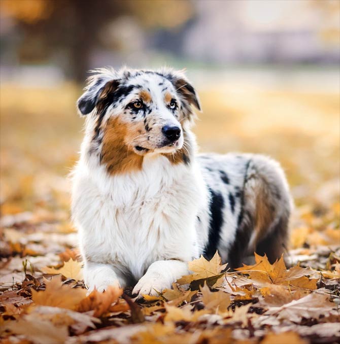 Albums 104+ Wallpaper Images Of An Australian Shepherd Excellent 10/2023