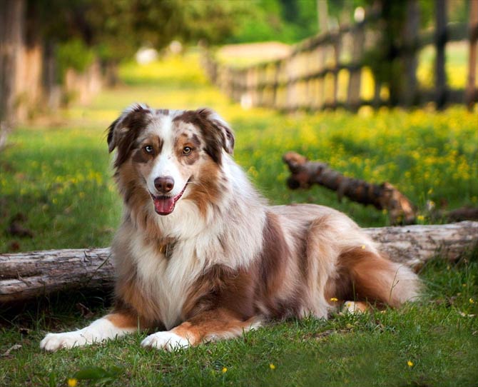 Lethal white outlet australian shepherd