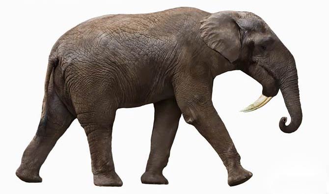 Deinotherium