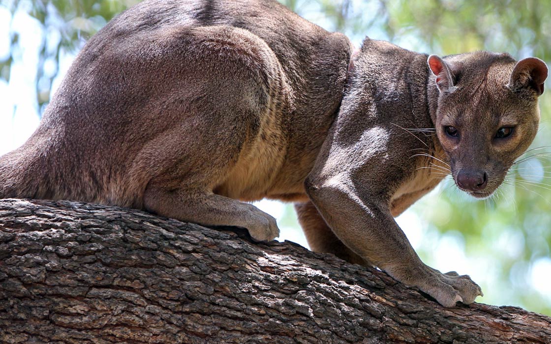 Fossa – Madagascar's largest predator 