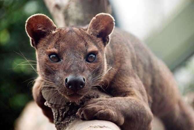 madagascar predator vs prey