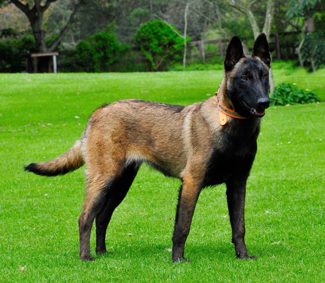 Short haired belgian store shepherd