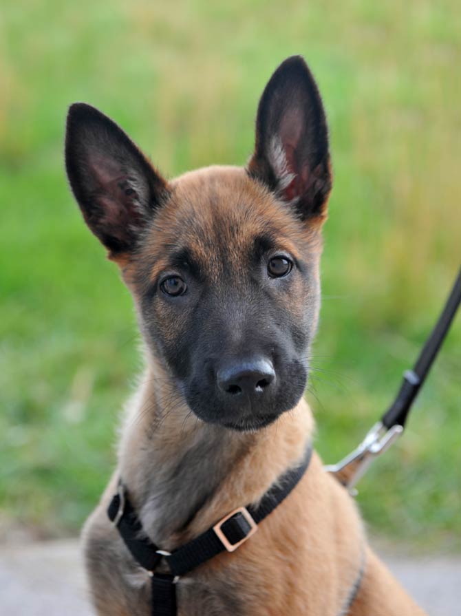 Malinois – Guardian of the White House | DinoAnimals.com