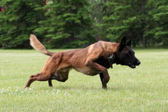 Muscular deals belgian malinois