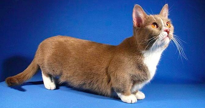 munchkin cat and dachshund