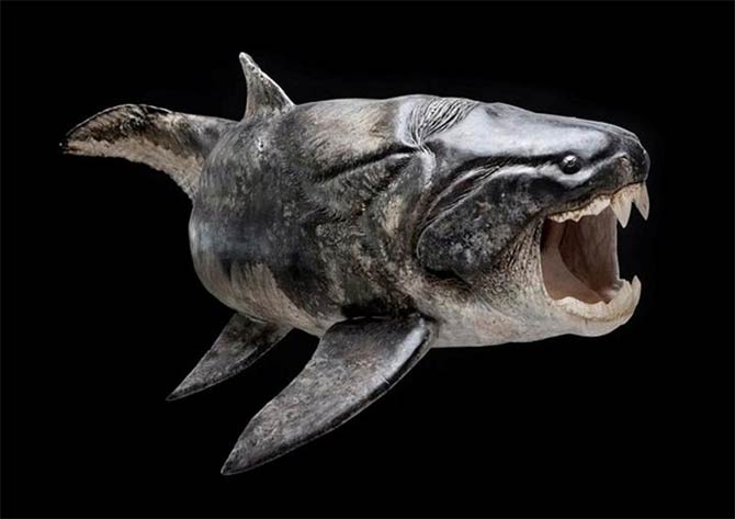 Ocean predator I just discovered. Reminds me of dunkleosteus in a