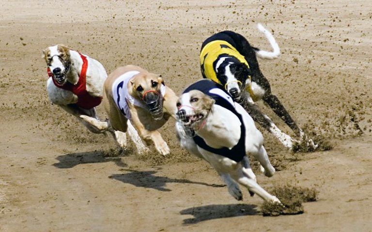 Greyhound – the fastest dog in the world | DinoAnimals.com