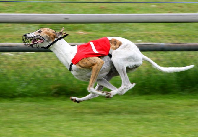 Greyhound – the fastest dog in the world | DinoAnimals.com