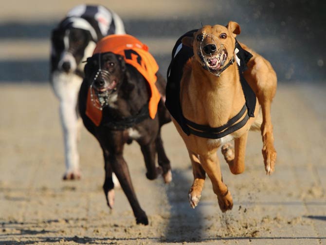 Greyhound – the fastest dog in the world | DinoAnimals.com