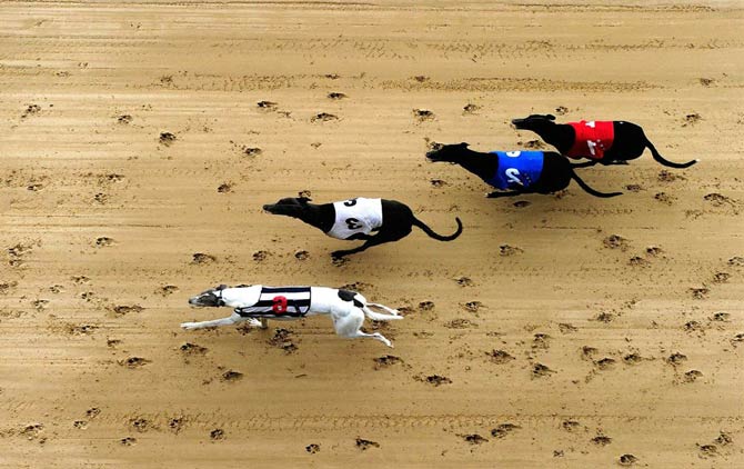 Greyhound – the fastest dog in the world | DinoAnimals.com