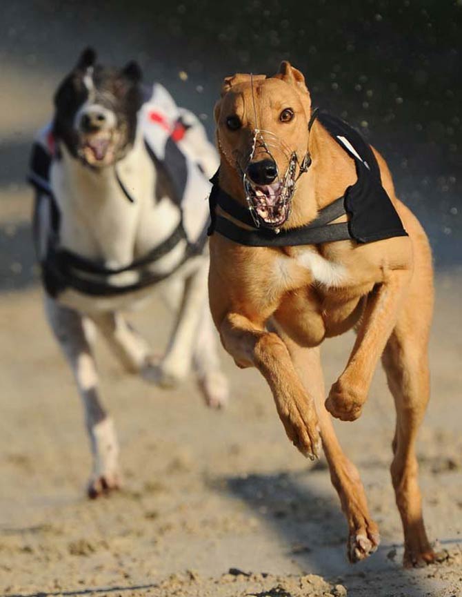 How fast best sale greyhound run