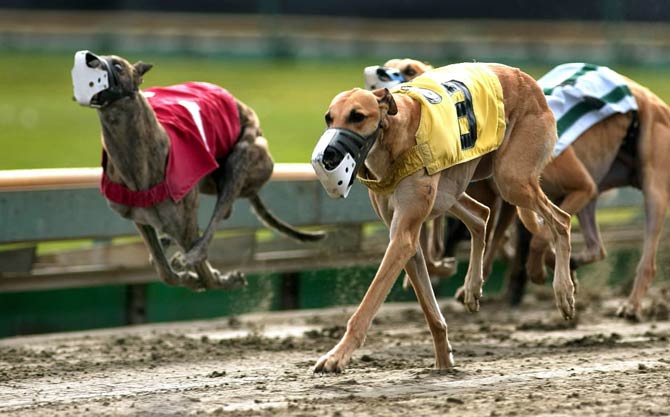 Greyhound – the fastest dog in the world | DinoAnimals.com