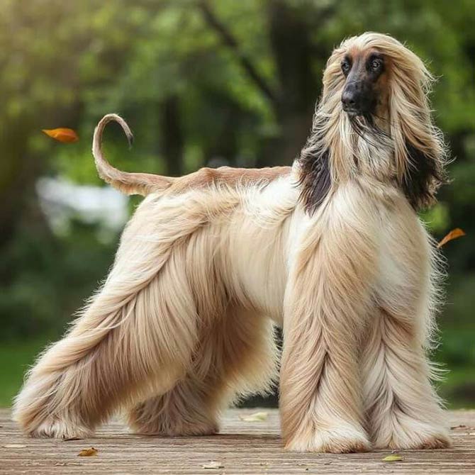 Afghan Tiger Dog